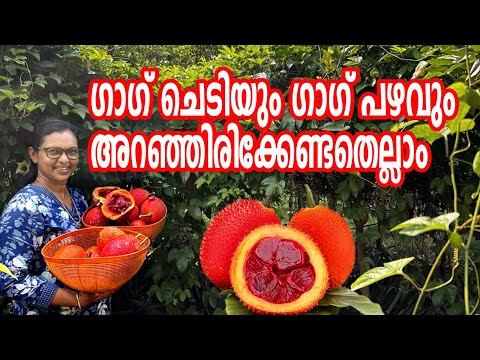 ഗാഗ് ഫ്രൂട്ട് കൃഷി | Gac Fruit Farming in Kerala