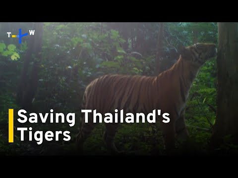 YouTube video thumbnail: Conservation Project Helps Restore Thailand's Dwindling Tiger Population