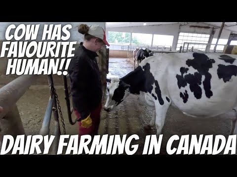 You Won't Believe How This Cow Reacts!