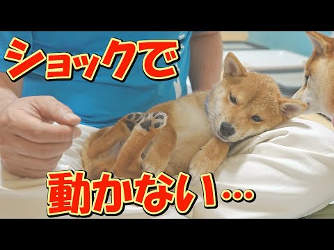 この日は柴犬と飼い主に、ショックなことが相次いで起こる一日でした・・・