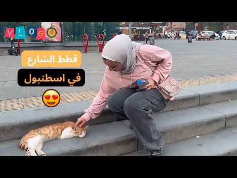 قطط إسطنبول الطف قطط في العالم