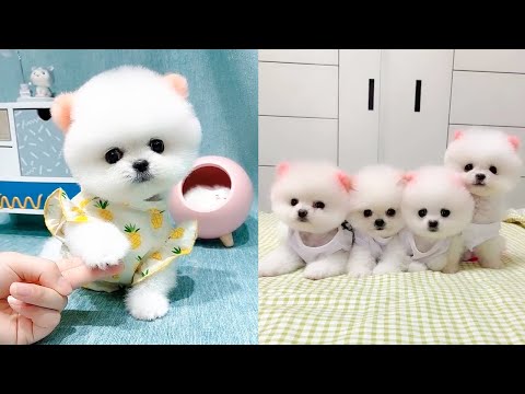 Cute and Funny Pomeranian Videos 131 #Shorts