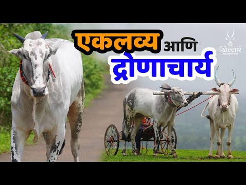 खोंडाचा व्यायाम आणि गाडीला सराव कसा घेतला जातो?-गुरु-शिष्य जोडी | Khillar Maharashtrachi Shaan 2025