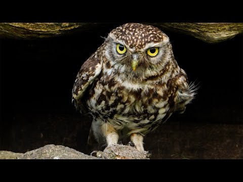 Amazing Film Follows 'Little Owl' Hunting to Feed Chicks | 4K  | Discover Wildlife | Robert E Fuller