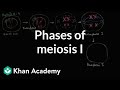 Understanding Meiosis I