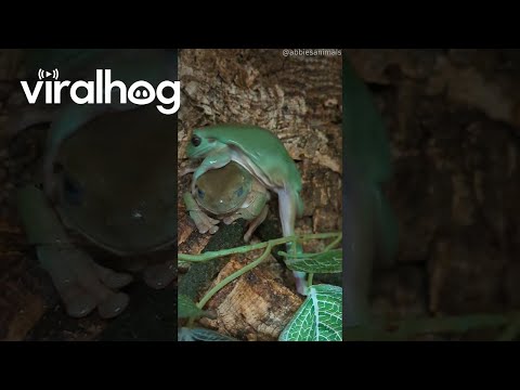 Tree Frog Tries to Climb Over Slippery Friend || ViralHog