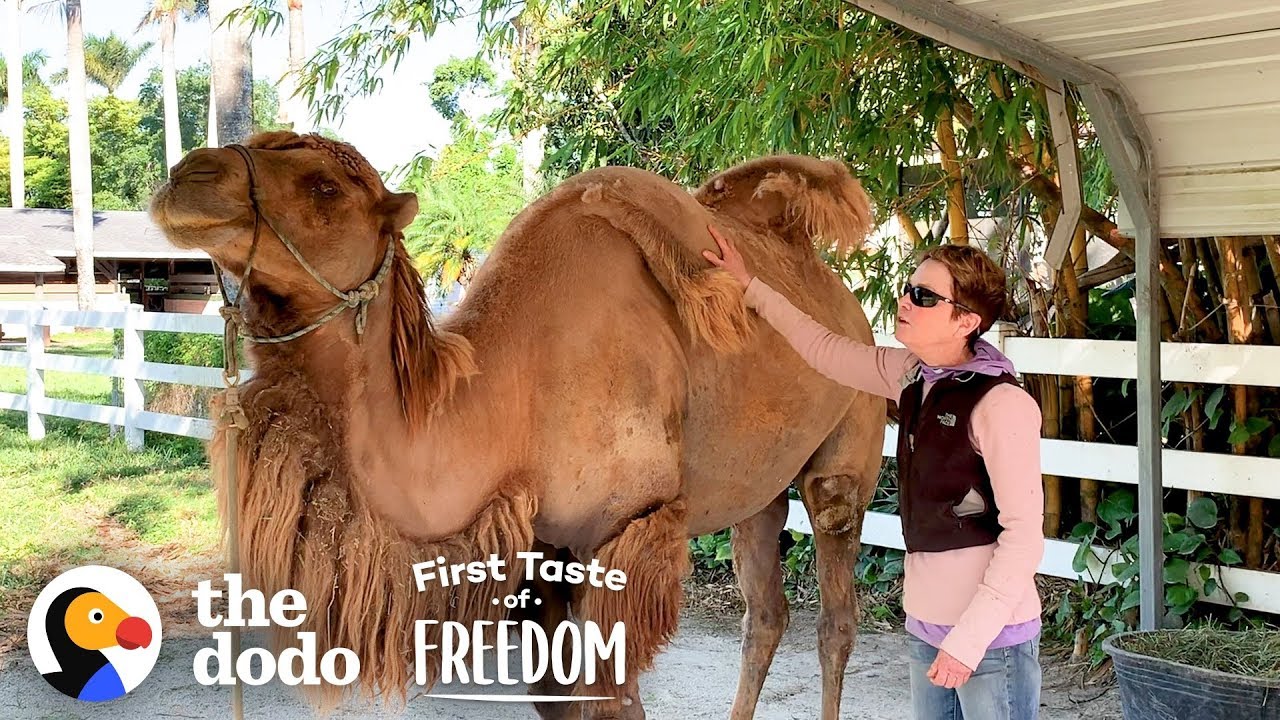 Camel So Skinny His Humps Collapsed Gets Strong Enough To Run Free First Taste Of Freedom