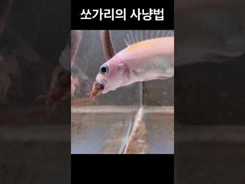 한국사람99%가 모르는 쏘가리의 사냥 방법(놀라운 비밀)