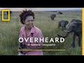 Exploring the Serengeti and Kenyan Wildlife Conservation