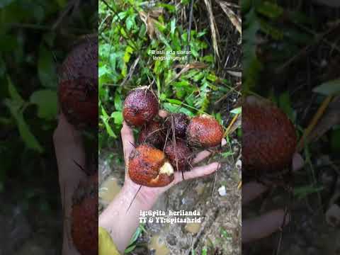 ditempat kalian musim hujan juga ngga guys? #minivlog #pitaahrld #salakhutan