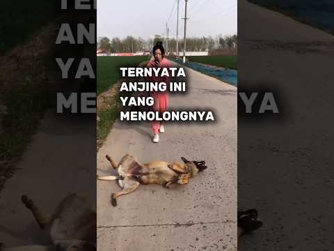 Ternyata Anjing Ini Yang Menolong