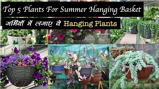 आप भी लगा सकते है गर्मियों में ये Popular Hanging Plants घर पे ही ।5 Plants for Summer Hanging Plant