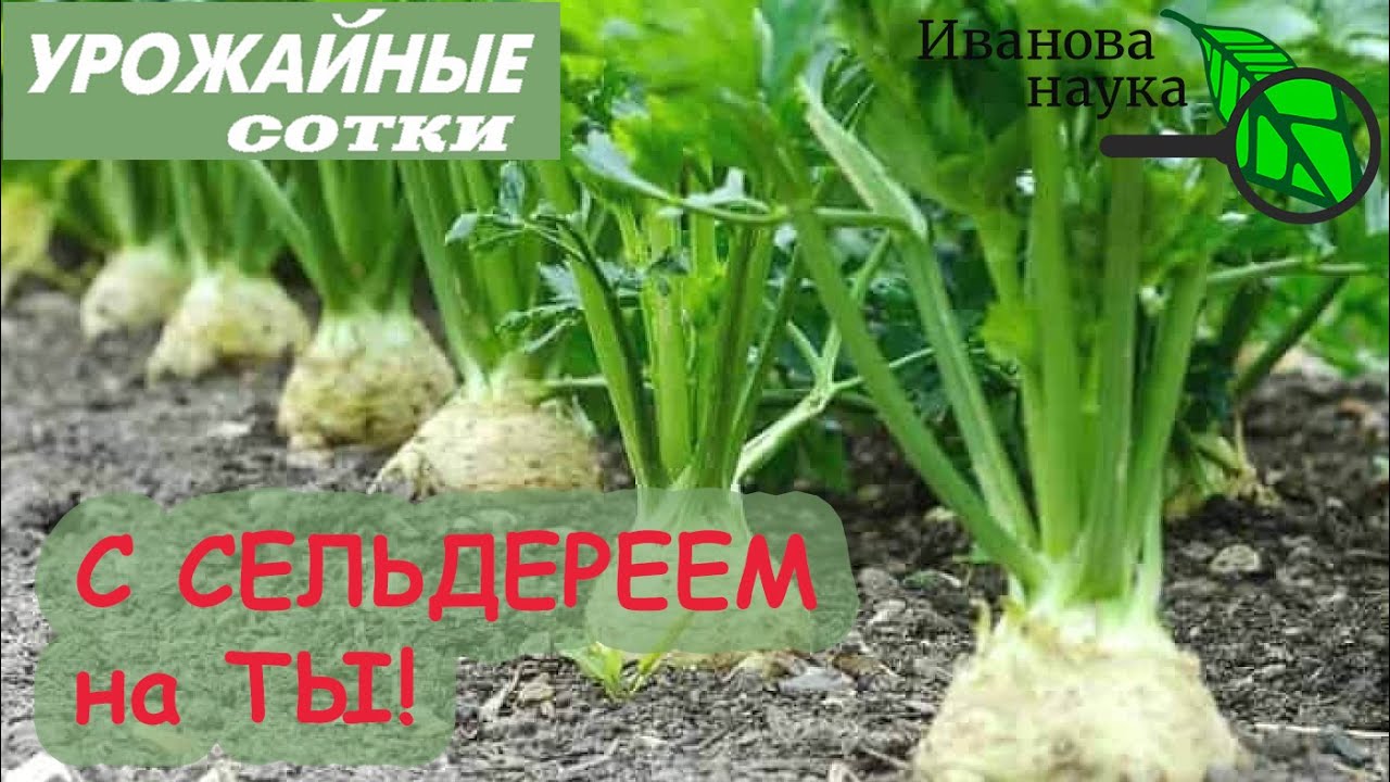 Страшно полезный сельдерей! Маленькие хитрости большого урожая!
