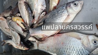 🐟 ปลาสดเจ้าพระยา จับเองทุกวัน ส่งตรงจากนครสวรรค์