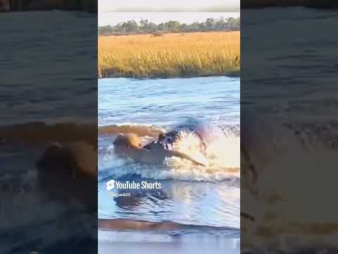 Lion vs Hippo #shorts