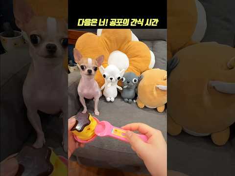 다음은 네 차례! 공포의 간식 시간￼🔥1탄 #강아지 #shortsfeed