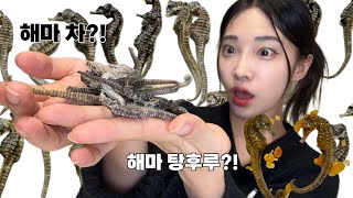 국내 최초! 식용 해마 탕후루? 해마 오마카세ㅋㅋㅋ