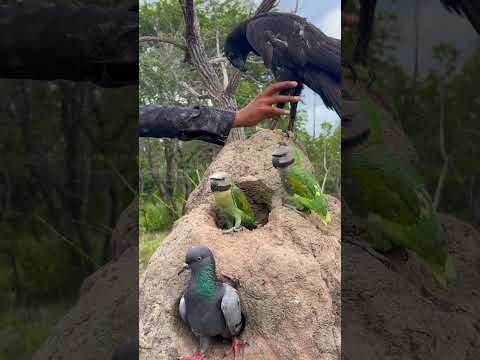 Man catches a beautiful eagle and parrot#bird #beautiful #love