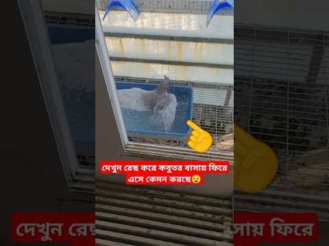 দেখুন রেছ করে কবুতর বাসায় ফিরে এসে কেমন করছে😧 #shortsfeed #shorts #pigeon #kabutar #kobutor