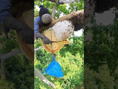 น้ำผึ้งก้อนใหญ่ๆฉ่ำๆครับ  #bee #honey #ตีผึ้ง #น้ำผึ้ง #hunting