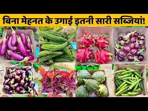 आज गार्डन से तोड़ी इतनी सारी सब्जियां और फल वह भी बिना किसी खास मेहनत के! Harvesting Vegetables