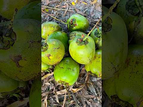 best ripe coconut cutting #fruit #short ๐ด๐ด๐ฅฅ๐ฅฅ