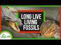 Understanding Living Fossils