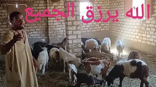 شروة ماعز وغنم تبارك الله الله يرزق صاحب النصيب ٥/ ٨/ ٢٠٢٥م