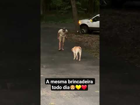 Papai chegou🐕😃💙 #caramelo #dogs #petsfofinhos #animais #cachorro #shortsfeed #música