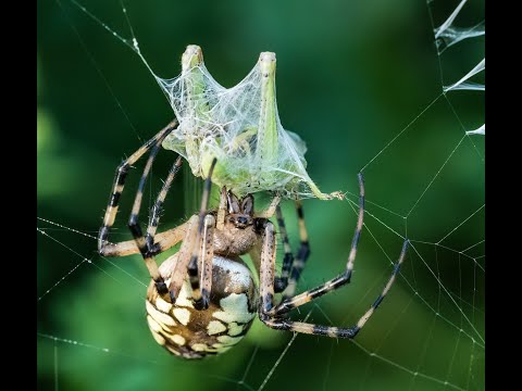 Hanging at Heckrodt — Spider