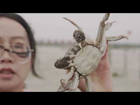 YouTube video thumbnail: China's Hairy Crab Farmers Face Losses After a Long Summer