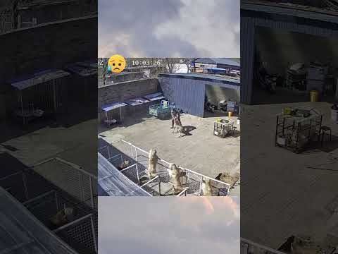 Omg #doglover #omg #animals #shortvideo #pets