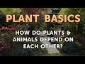 Plants and Animals: A Symbiotic Relationship