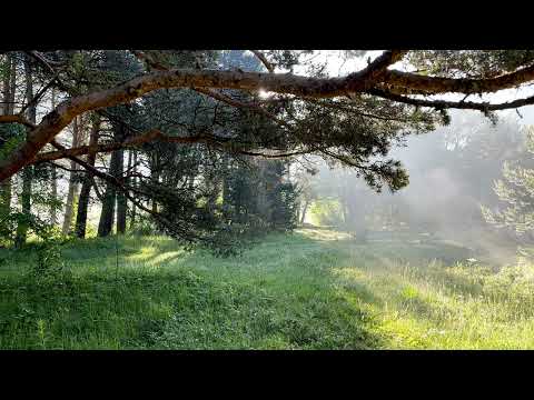 Morning in the Mountain Forest  Magical Nature and Gentle Sounds of Birds