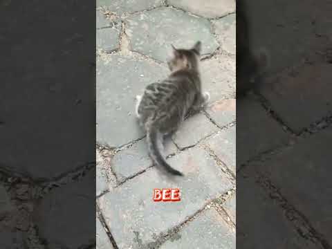 WARNING: Bee Sting Disfigures Cat In SECONDS - Could Your Pet Be Next? #petdanger