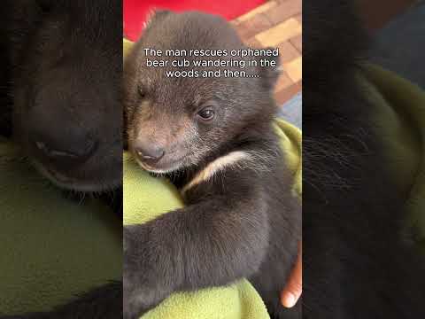 Rescue a baby bear #animalshorts #shortvideo #animalrescue