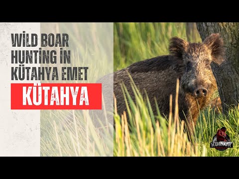 Wild Boar Hunting in Kütahya Emet: A Comprehensive Guide and Hunting Experience🔥