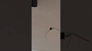 Site Video 13 فيديو الموقع