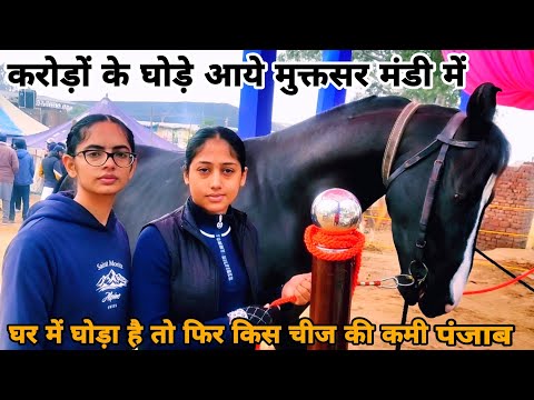 करोड़ों के घोड़े आये मुक्तसर मंडी में🔥दोनों बहनों ने मिलकर सबका दिल जीत लिया मंडी में #panjabi