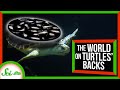 Sea Turtles and Their Microscopic Passengers