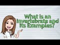 Invertebrate Classification and Characteristics