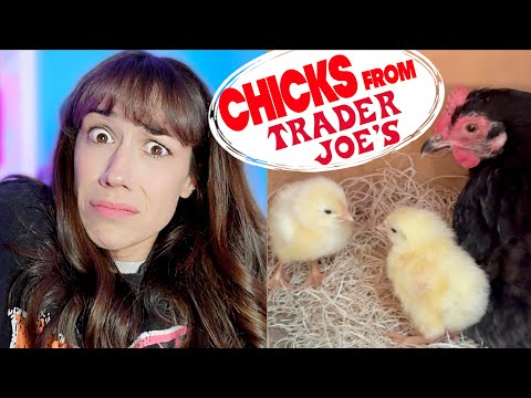 MY MOM'S TRADER JOE'S EGGS HATCHED!