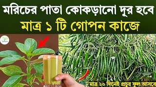 মরিচের পাতা কোকড়ানো দূর হবে - মাত্র ১ টি গোপন টিপস - মরিচের দ্বিগুণ ফলন হবে - মরিচ চাষ পদ্ধতি