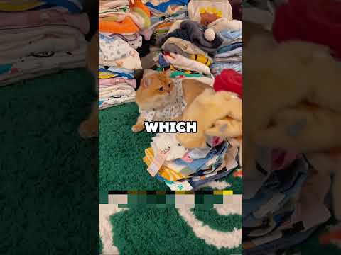 CAT'S IRONIC BIRTHDAY! #animals #cuteanimal #cat