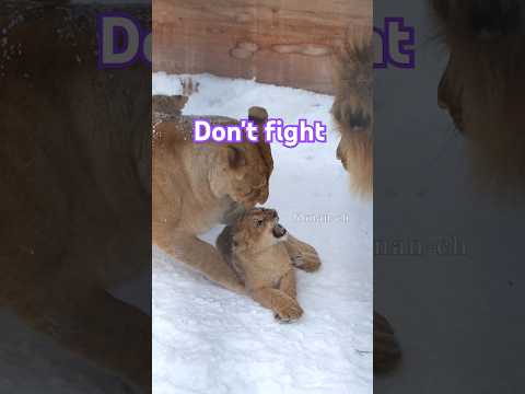 ケンカしないで⚔️Daddy, stop it!#shorts  #lion #baby