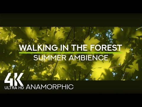 4K Relaxing Forest Soundscape - Summer Sounds & Sunlight Through Trees for Calm & Focus /Anamorphic