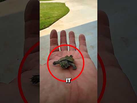 This Kind Man Saved a Lost Baby Sea Turtle 🐢❤️ #animals #love #shorts