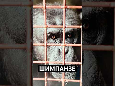 Они Умнее, Чем Вы Думаете: Шимпанзе