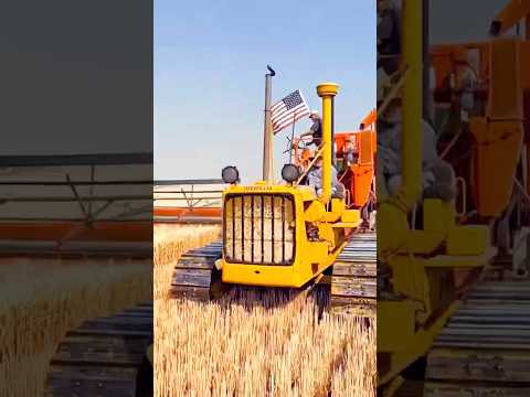 Old Harvesters Still Working! #tractor #mccormick #farming