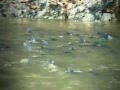 Piracema no Pantanal: Comportamento dos Peixes